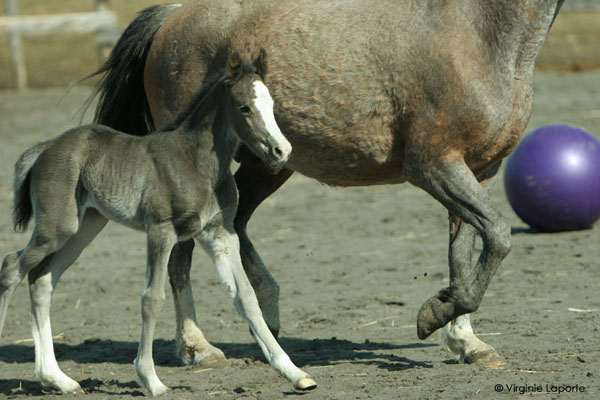 Premières cavalcades avec sa maman