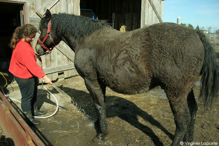                             Mister avant la douche