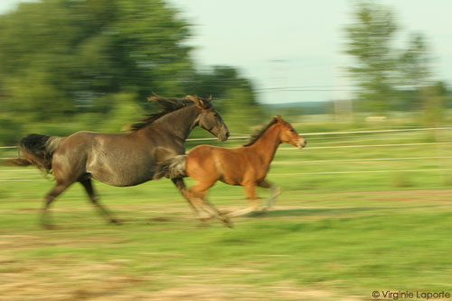 jolie-grand-galop