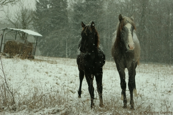 chevaux-dans-la-neiger