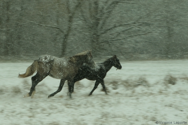 galop-dans-la-neige