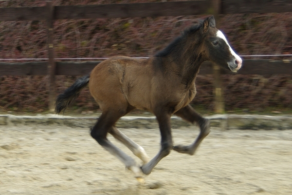 vauleon-bb-galop