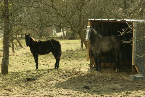 chevaux-devant-abri